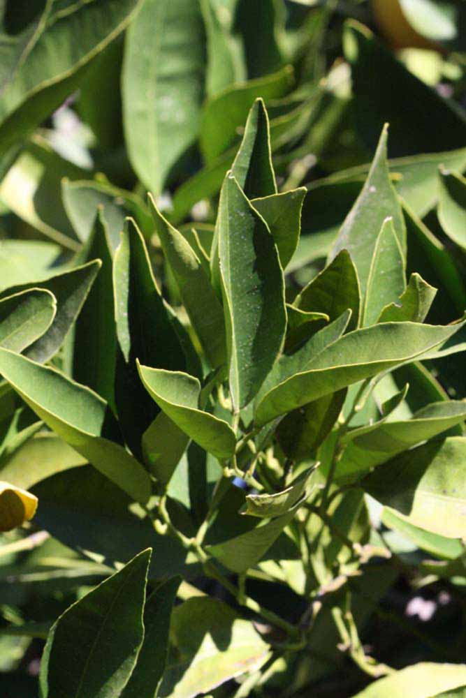            Sun leaves (Riverside, CA)   